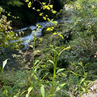 ヤナギニガナも花芽あり🌼*･