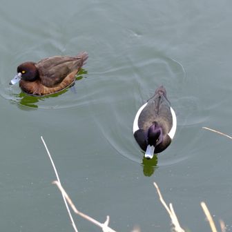 鹿田山の貯水池はカモちゃんの楽園です🦆🦆パンダカラーの子がみぃちょんのお気に入りでいつも探しちゃう👀💕