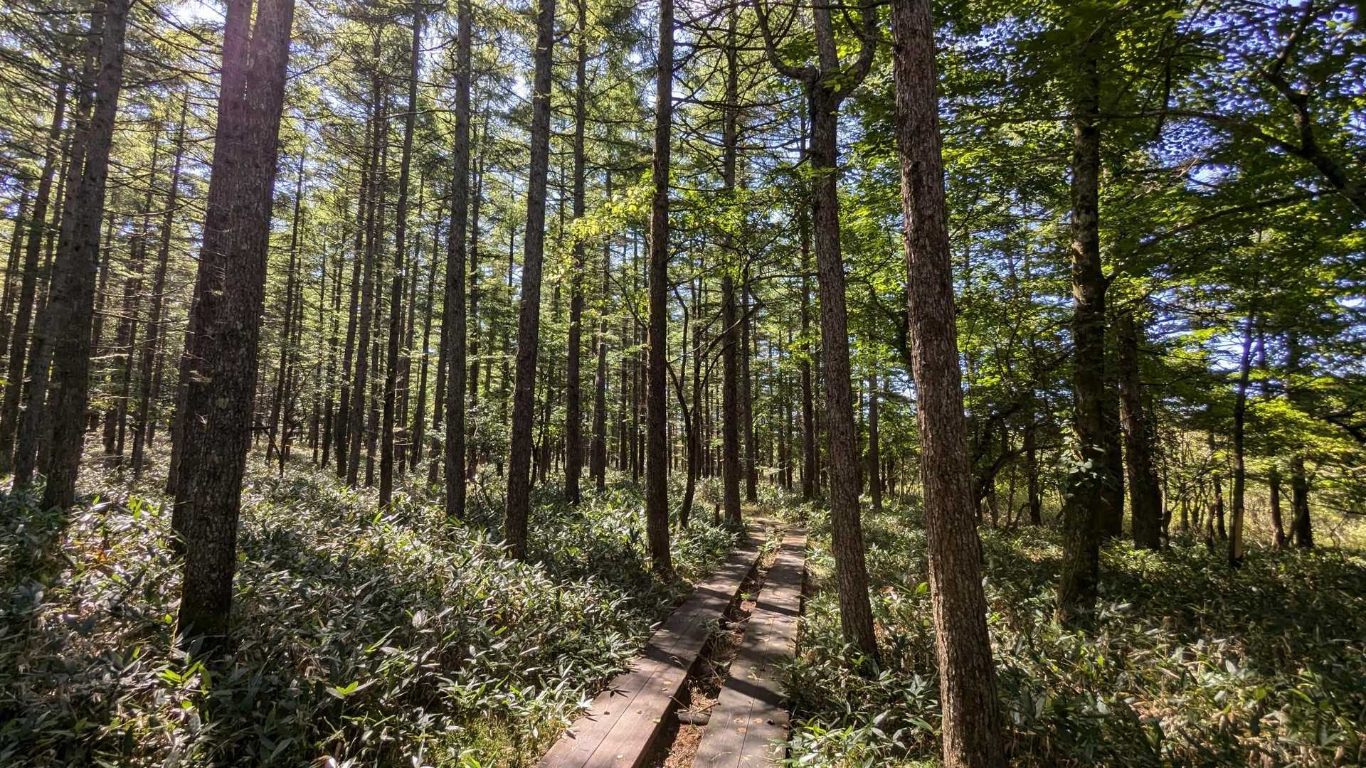 カラマツの下、木道を歩きます📷カラマツ林は黄葉の季節が1番です🍂
