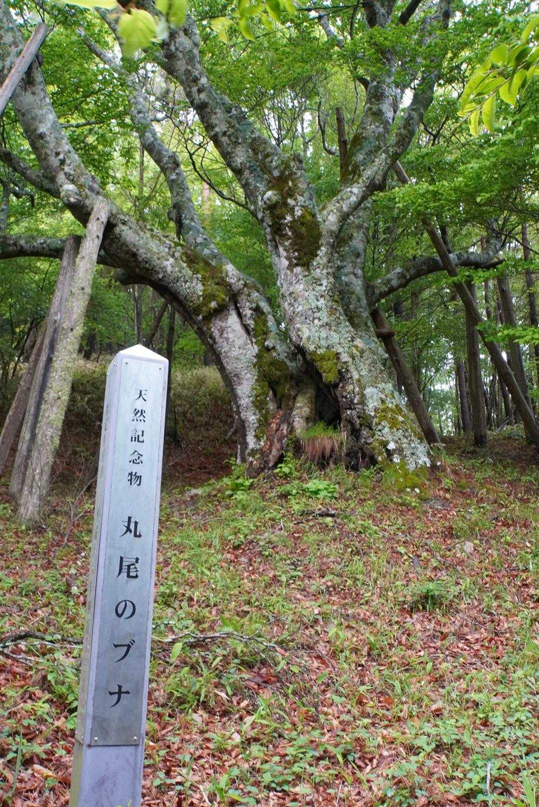 丸尾のブナ
