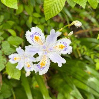 登山道にはシャガがたくさん咲いていました🌸