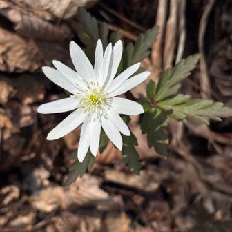 キクザキイチゲ