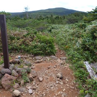 藤十郎分岐で一休み。
東大巓はまだ先
