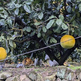 登山口近くのルート沿いみかん畑が…
😱デカい…晩白柚か!?
