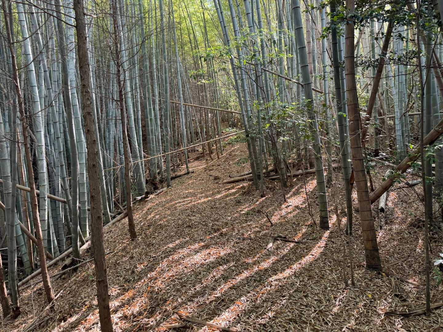 琴石山登山口-修験ルート登り口-琴石山登り口-琴石山-三ヶ 縦走コースの写真