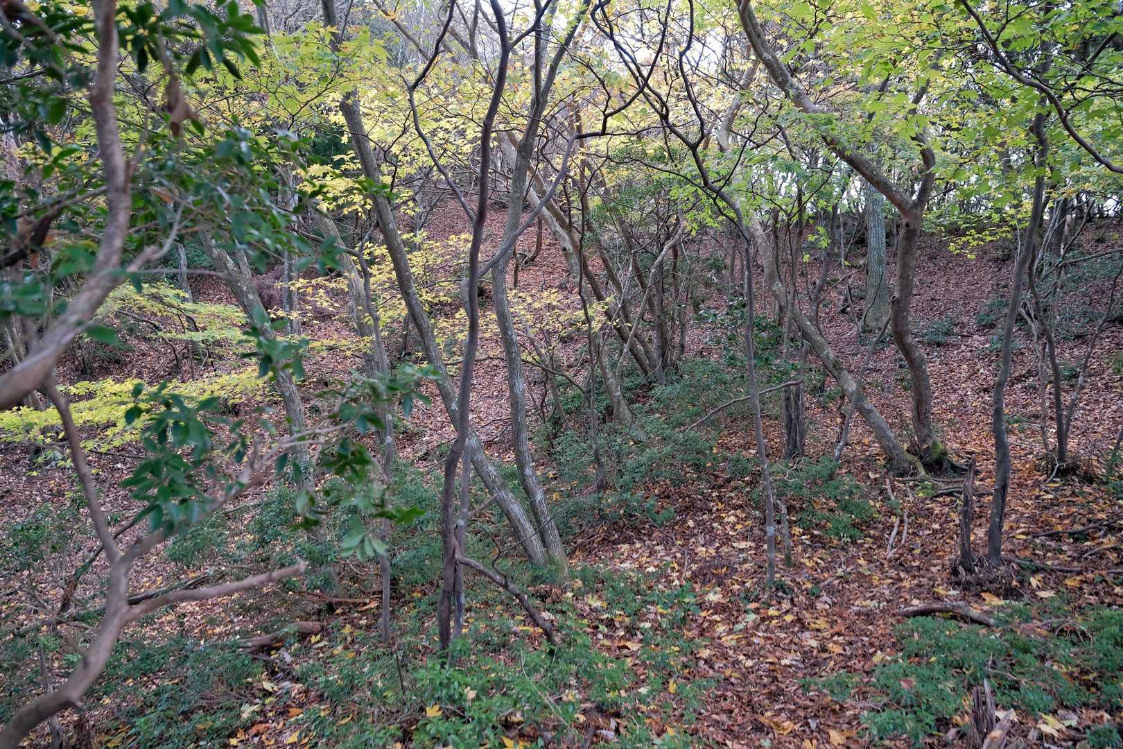 北山-釈迦ヶ岳 往復コースの写真