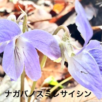 高尾で観察した植物

ナガバノスミレサイシン(長葉の菫細辛)
             スミレ科スミレ属