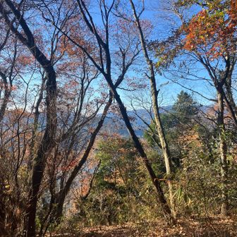 木々の間から、丹沢の山々が見えますね😊