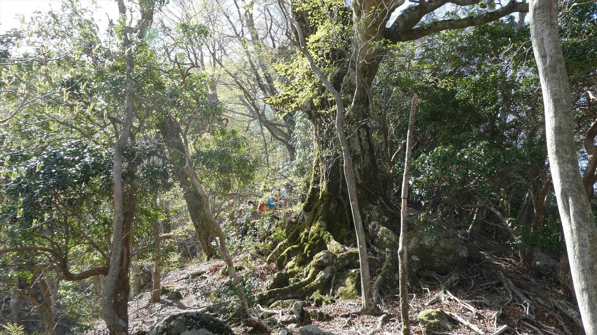 ブナの大木
風格ある姿