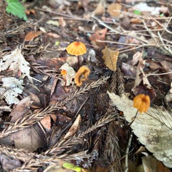可愛い🍄