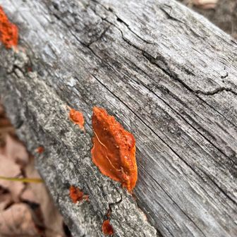 きのこ🍄？粘菌の一種？
誰か教えてください。🙇