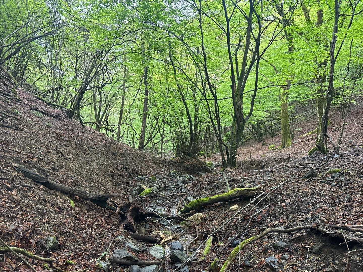 元井谷登山口-仰烏帽子山 往復コースの写真