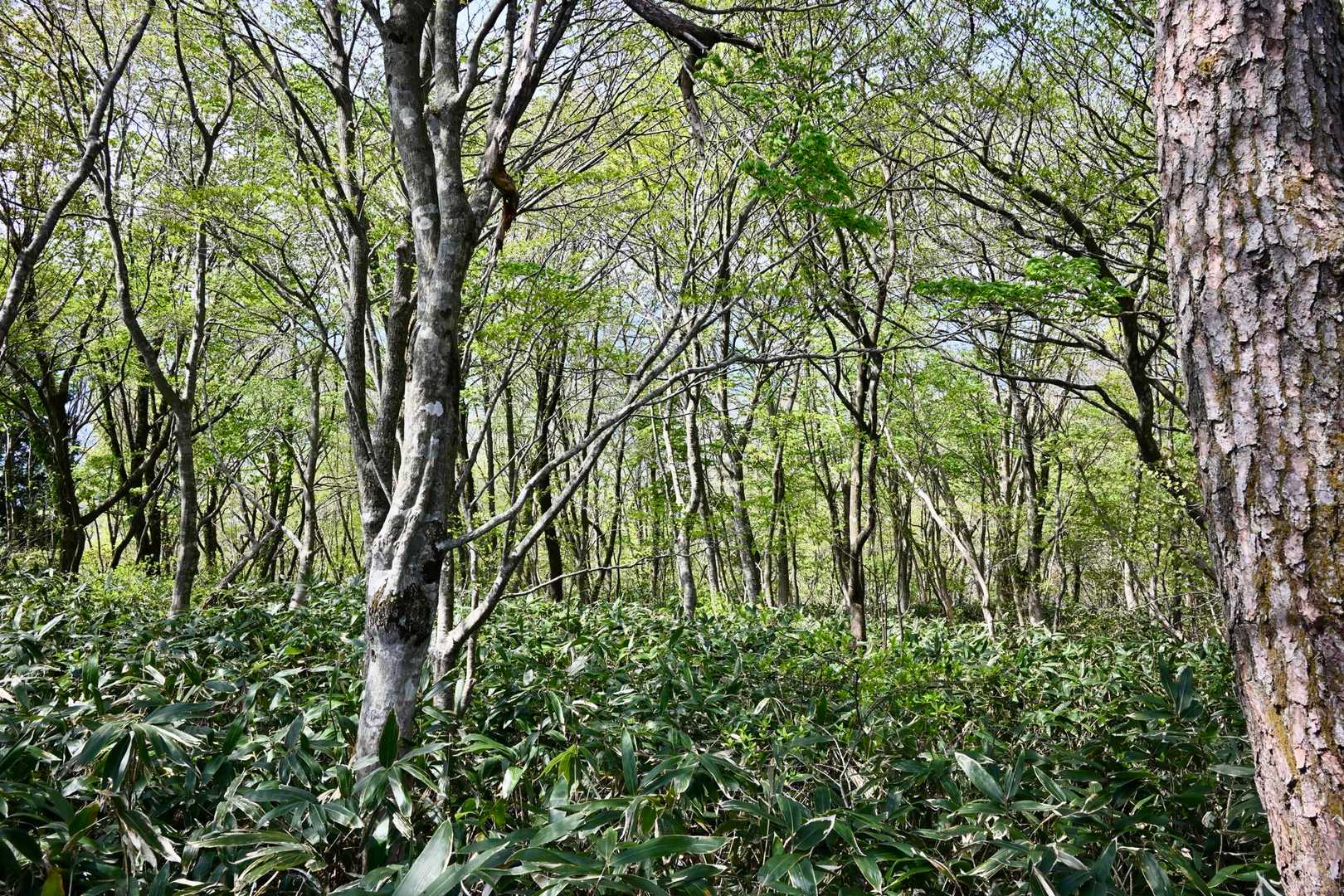 急登が身体に効きます💦