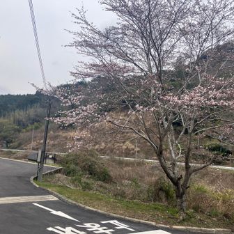 駐車場ガラガラ🅿️