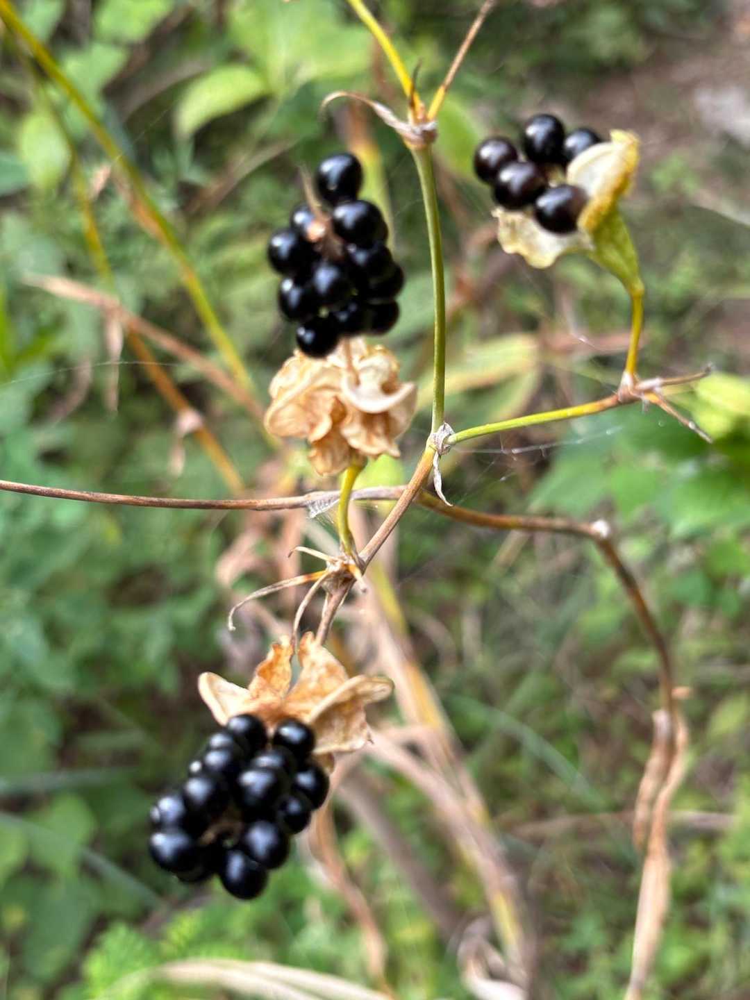 黒々〜💓
トリキマメ？ノササゲ？