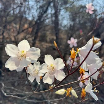 白いのあった〜