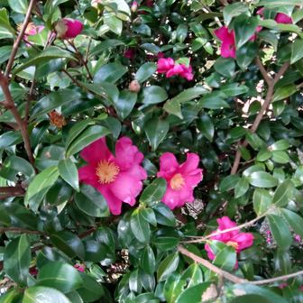 笛吹段のサザンカ。花びら1枚ずつで散るのでツバキでなくてサザンカ決定。