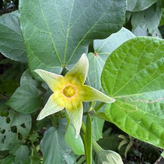 山頂に咲いていた花。