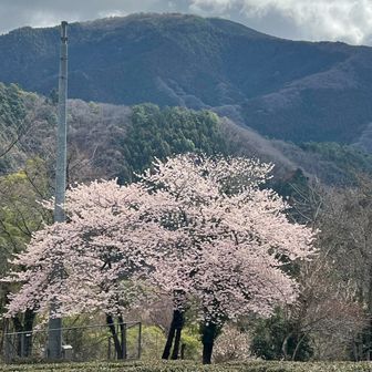 桜と陣馬山