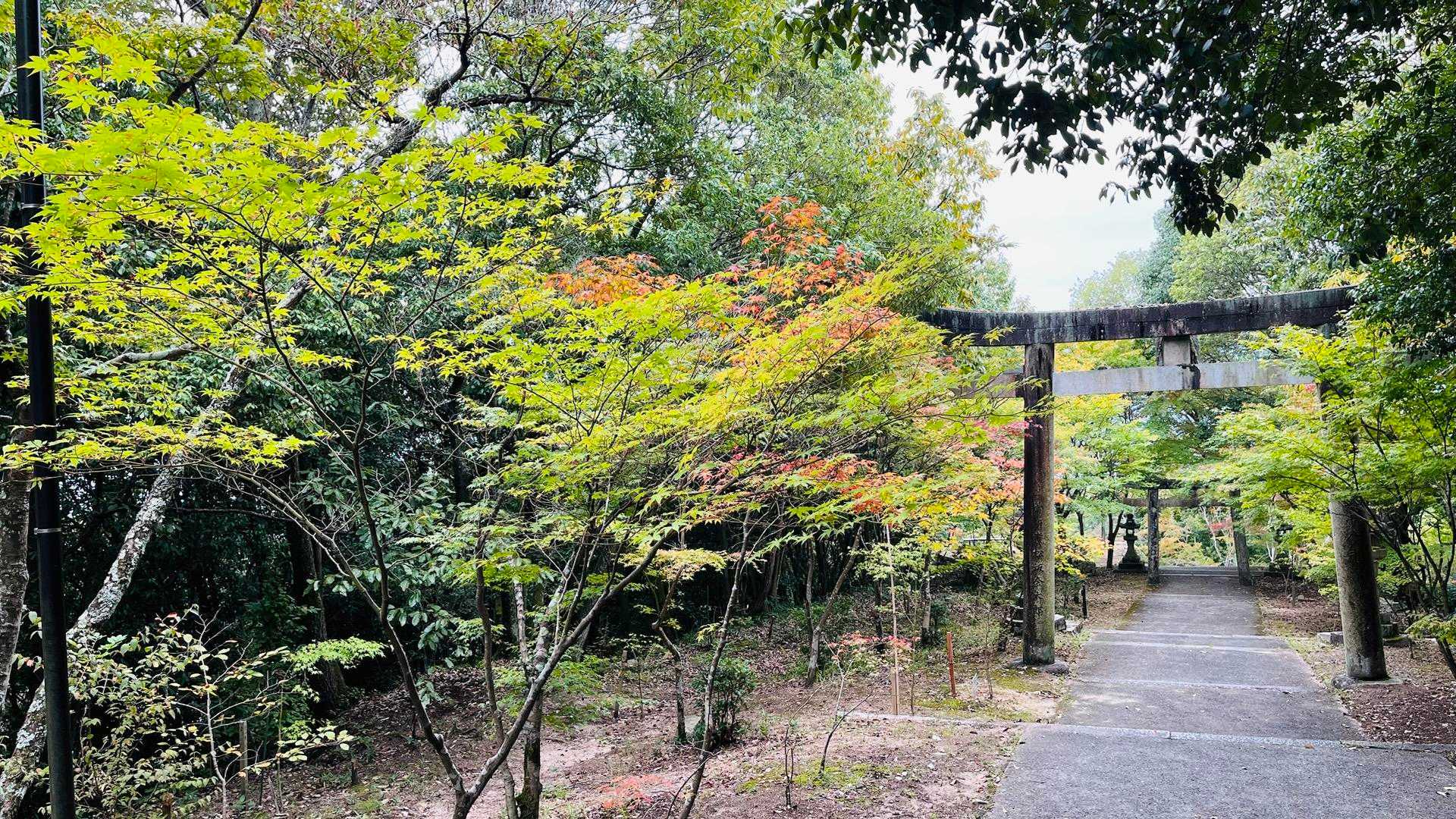 やっと紅葉が始りました
来月、ここ八幡さんではもみじ祭り🍁ありますよ　毎年恒例になったようです