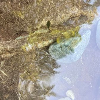 川の水がすごく綺麗
