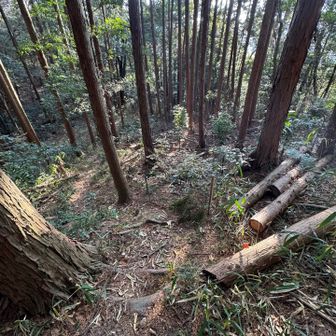 このあたりは序盤ほどバッチリした道ではないけれど、木が伐採されて登山道が作られている