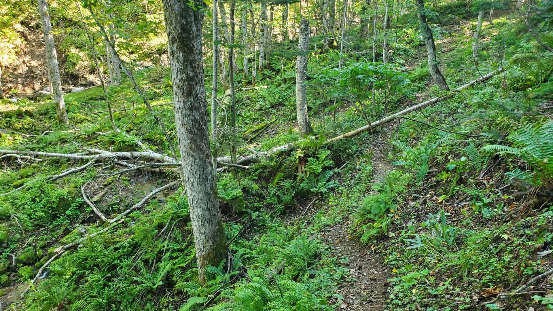 倒木もまた、楽しい。