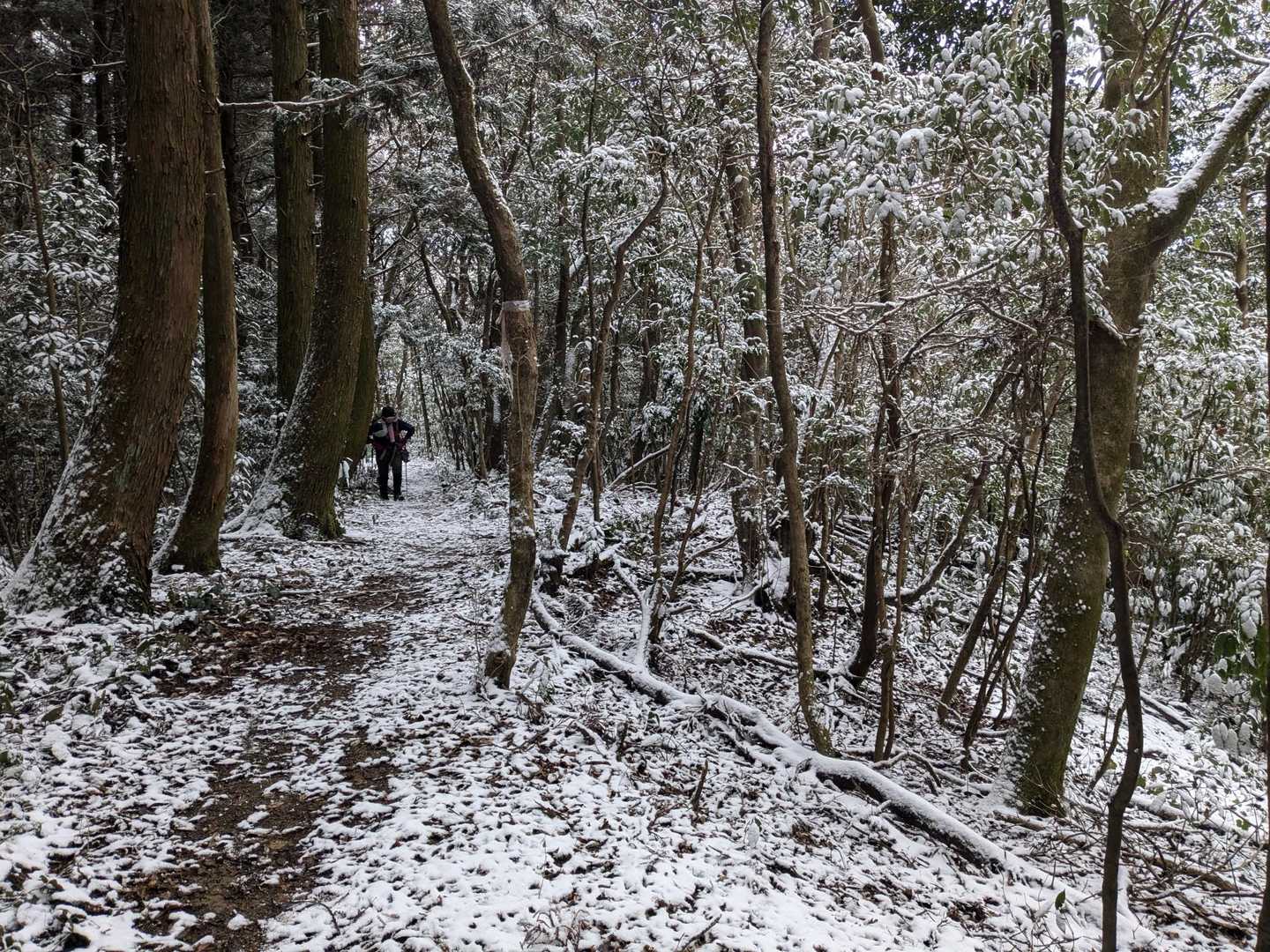 だんだんと降雪が増えていきます