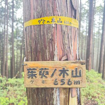 グミの木山登頂656m