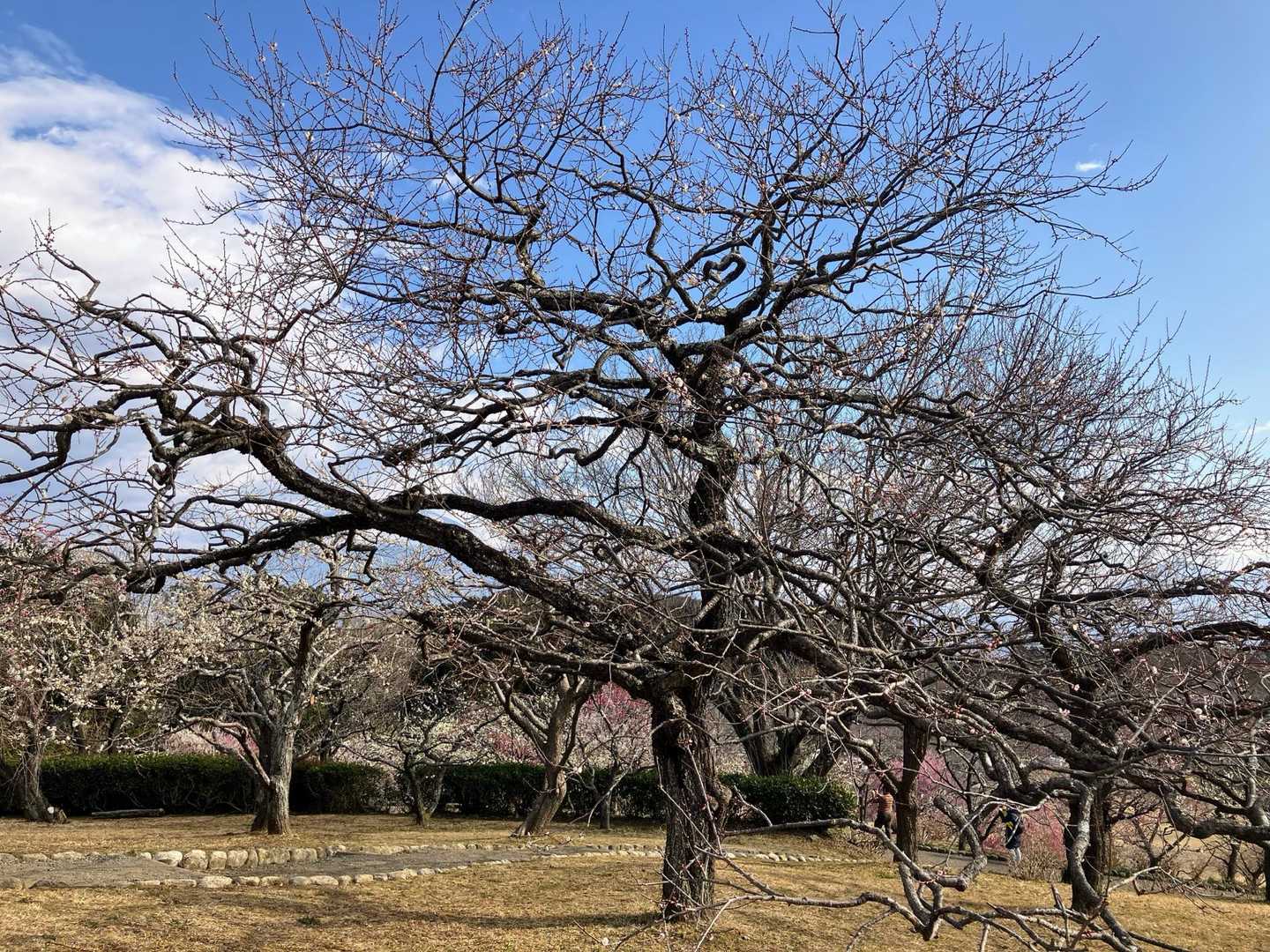 花が咲いてなくてもこの枝もすごい👍
❣️みつけた