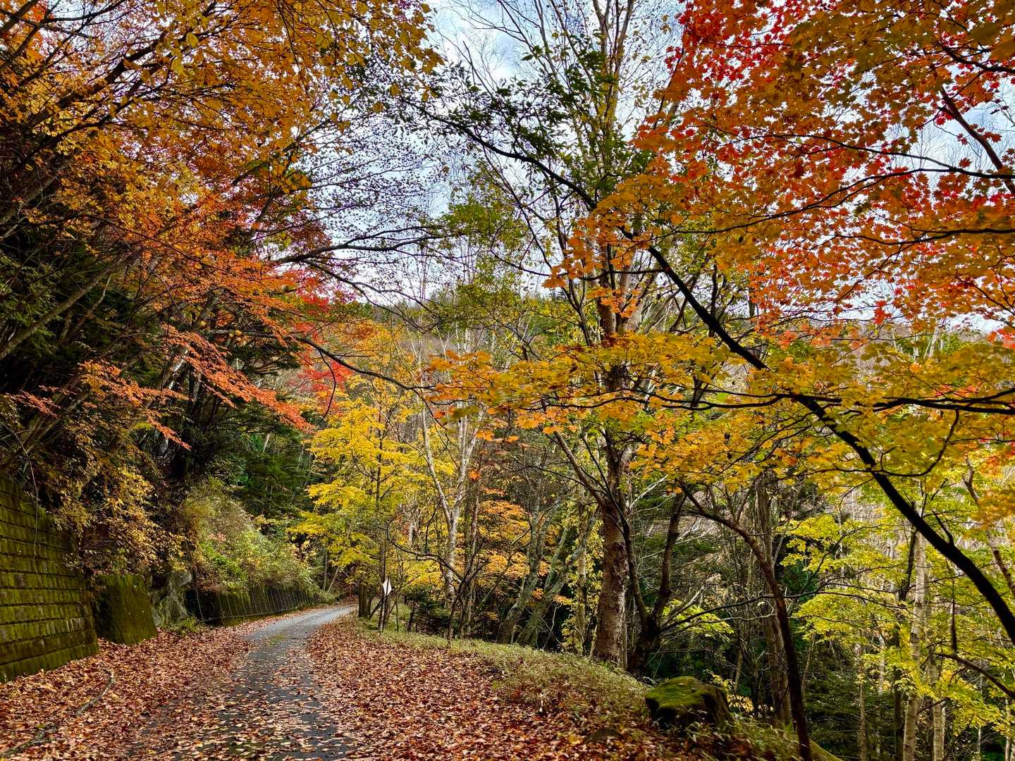 🍁