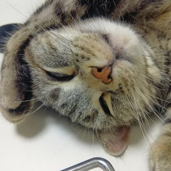 トモ
