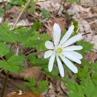 キクザキイチゲ