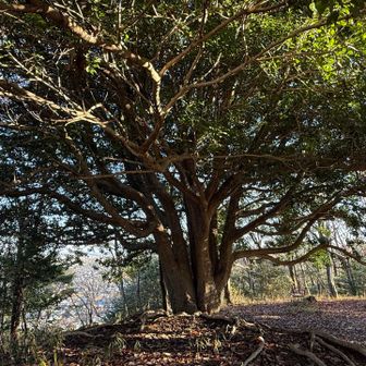 頂上には立派な「この木なんの木」風の、気になる大樹がありました🌳