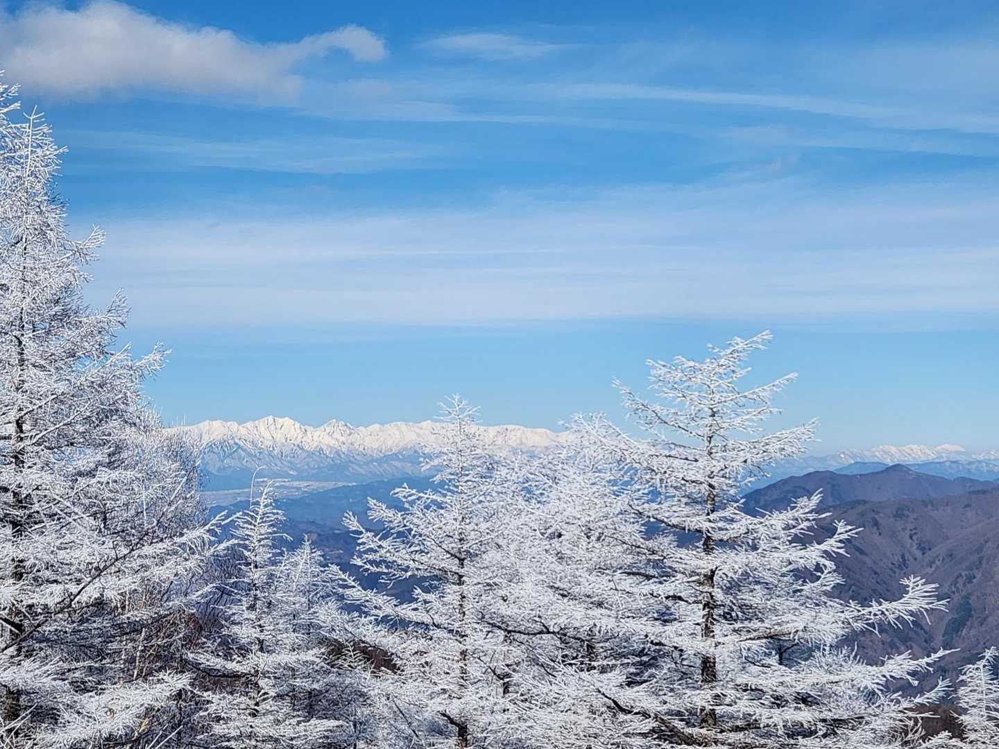 白い木と北アルプス