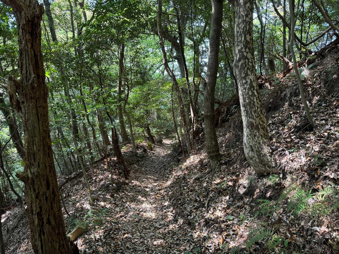頭巾山登山口-頭巾山-三郡山-つき谷B登山口 周回コースの写真