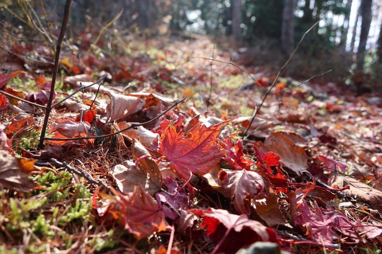 落ち葉を踏み締める音のみ🍂