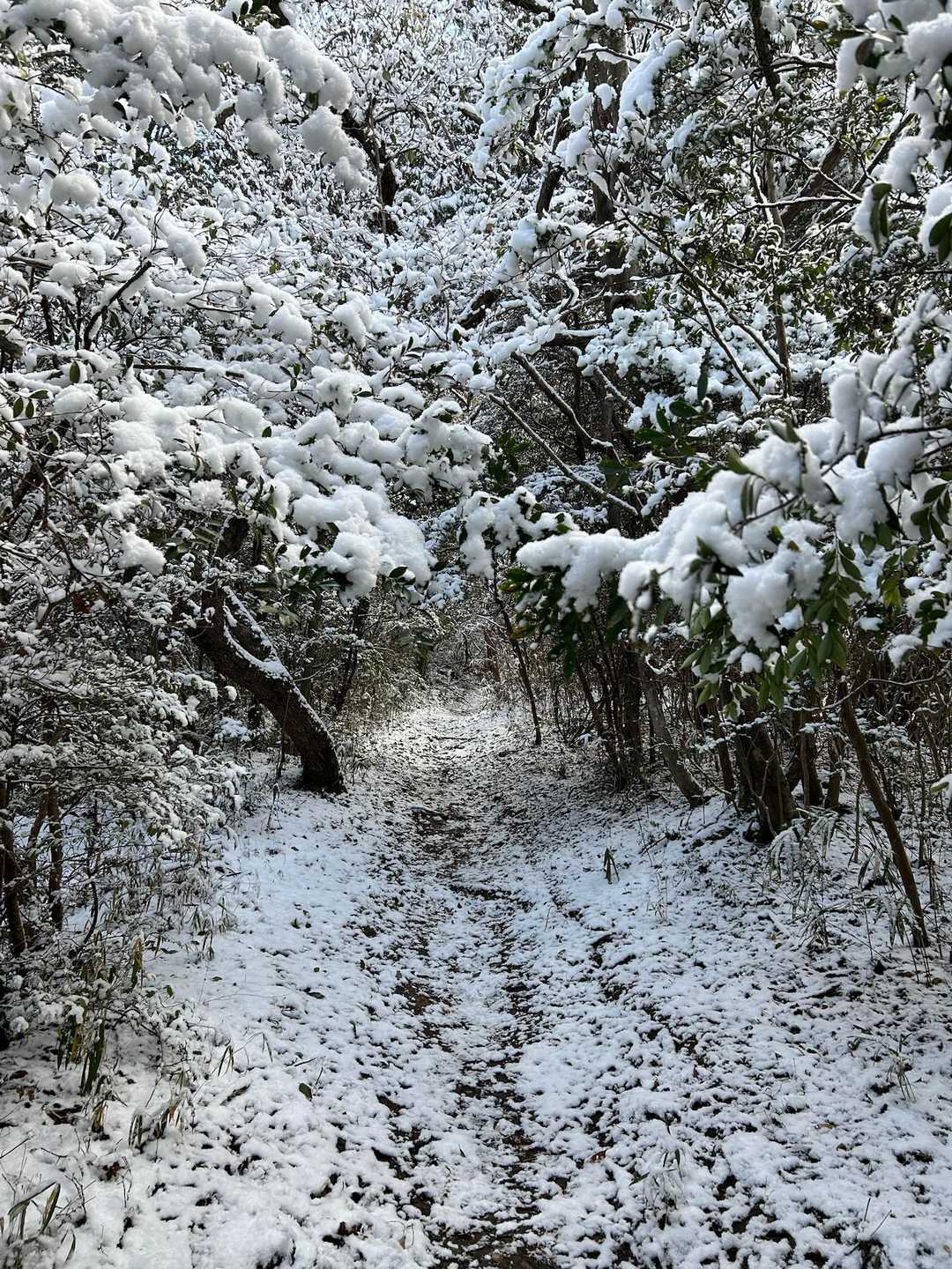 雪の登山道