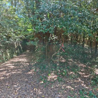 右側ピンテ頂上行き登山道100m
左側舗装路