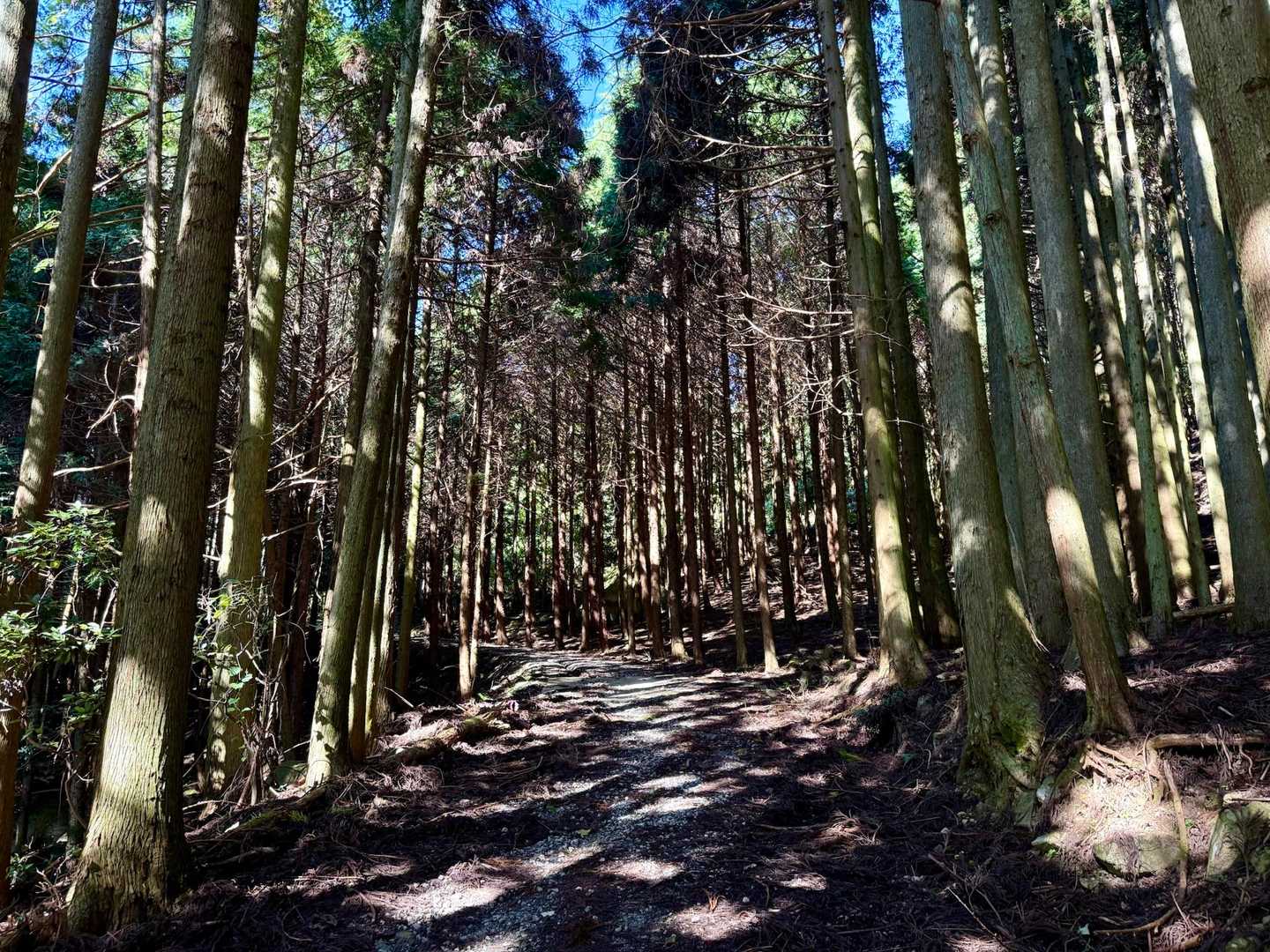 白髪岳登山口-白髪岳 往復コースの写真