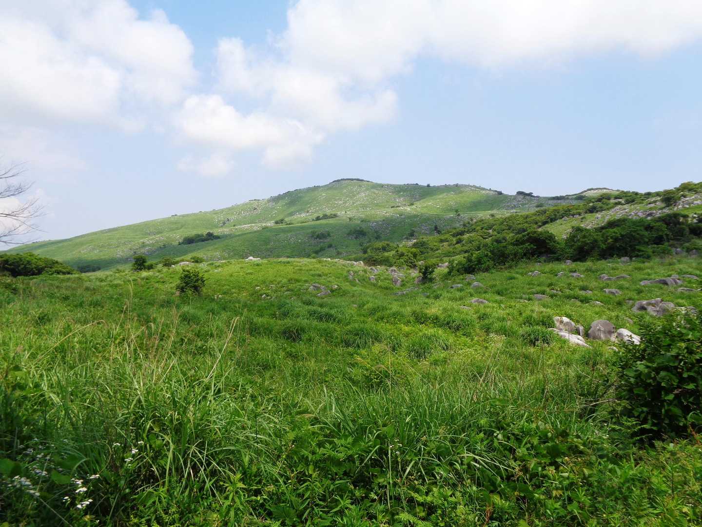 すっかり緑色の大平山です。