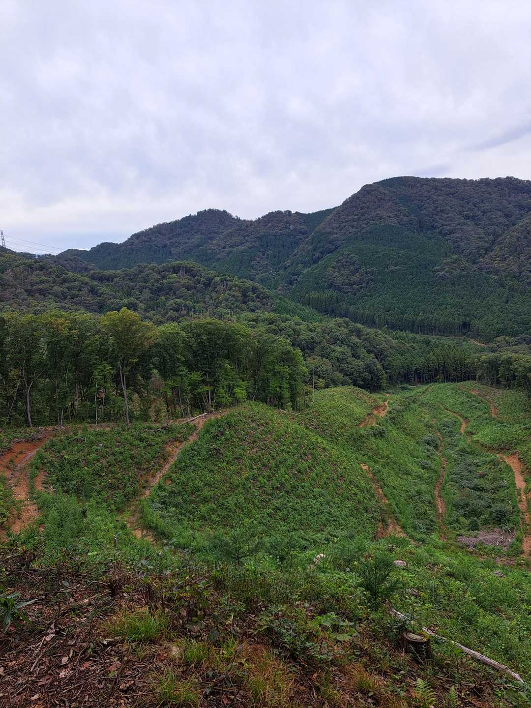 宇都宮市森林公園駐車場登山口-手岡峠-長倉山 周回コースの写真