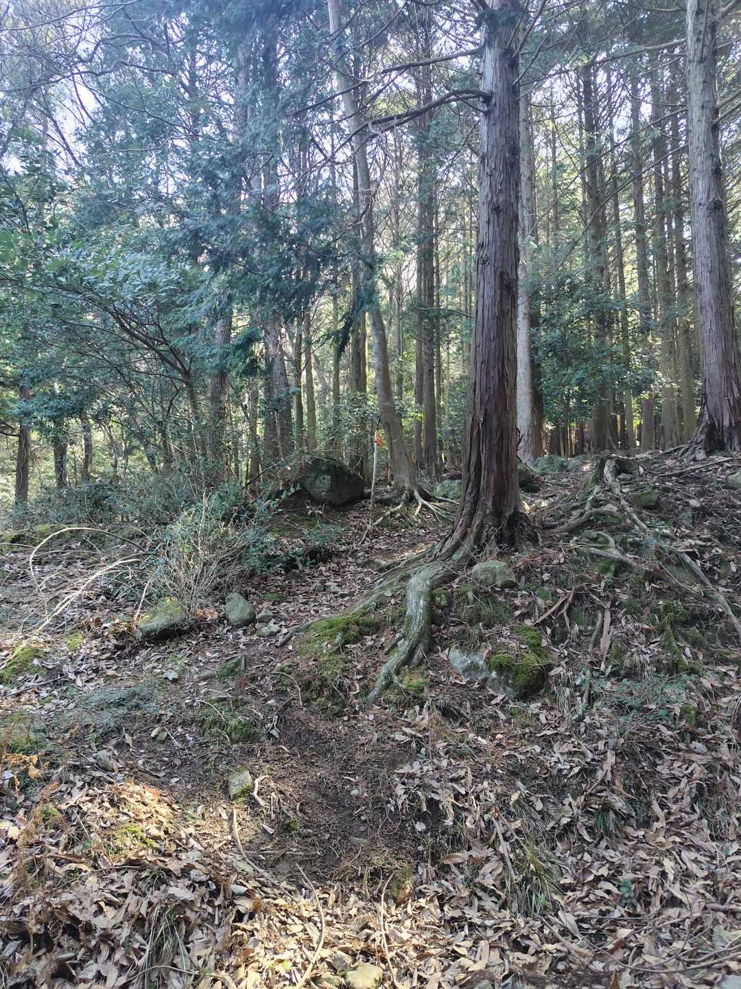 拡大しないとこんな感じで、見落とすはずです。笑