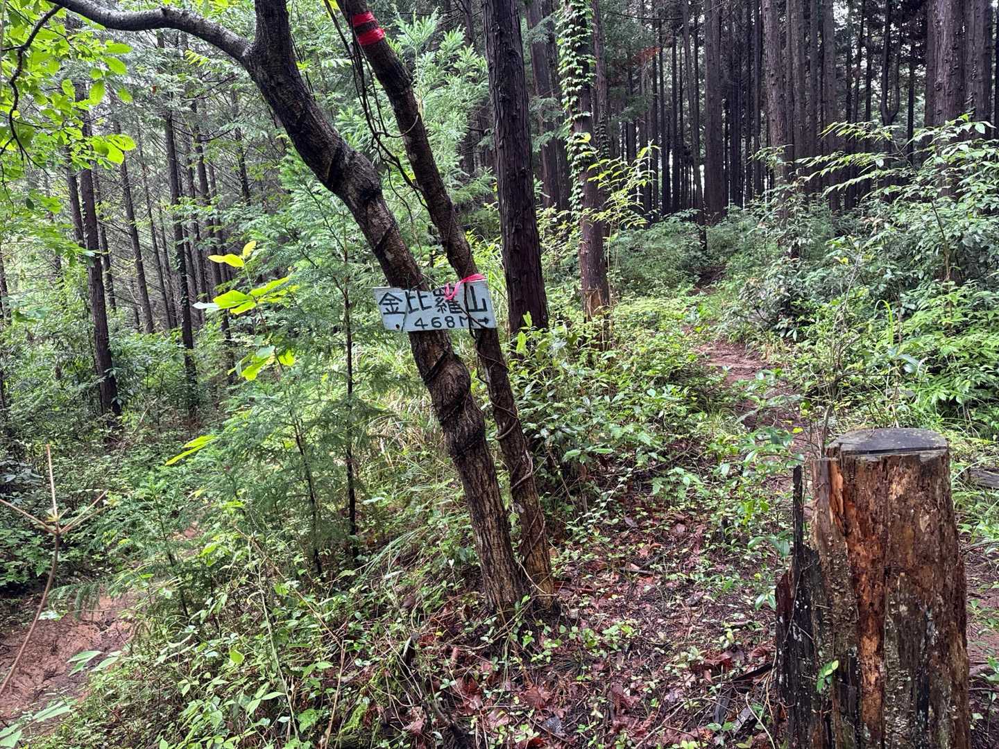 左手にここが金比羅山よねと思いながら迂回路を進むとこの看板。ここから金比羅山をピストン(片道1〜2分ぐらい？)先ほどの道で登ってもよかったのかな？よくわかりませんが、とりあえず金比羅山に行けて良かった🙌