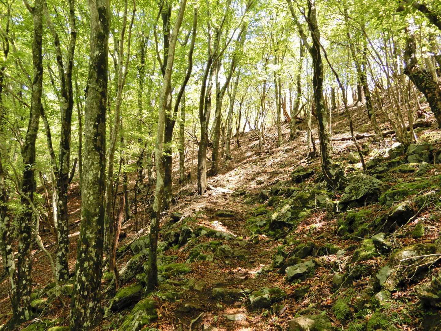 鹿のコル登山口-鬼ヶ城山-大久保山-八面山-三本杭 周回コースの写真