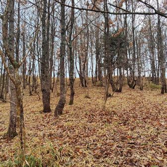 林道を外れて、斜面を登ります。