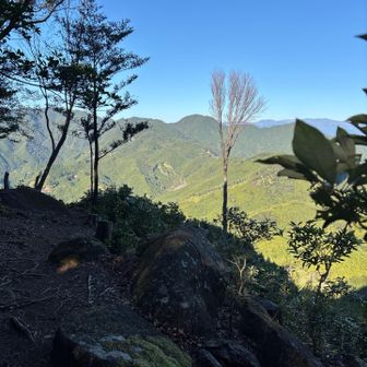 頂山手前に開けている
一本桜🌸