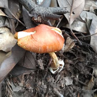 東の峰へ🦵
最期のタマゴタケ🥚🍄