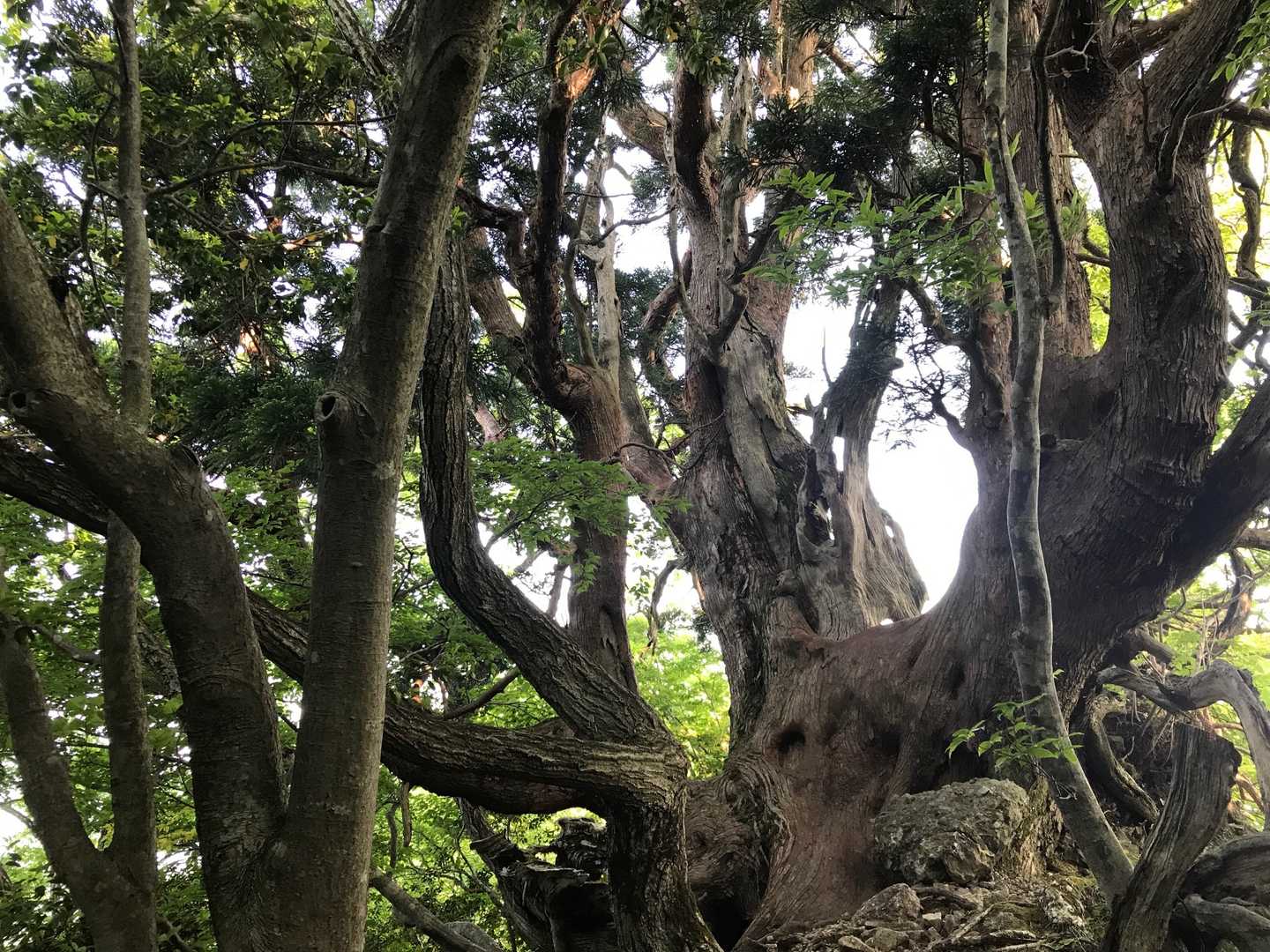 夫婦山-夫婦山 往復コースの写真