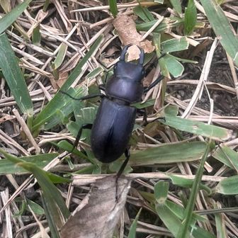 小クワガタ、黒いボディは暑そうですね🥵
